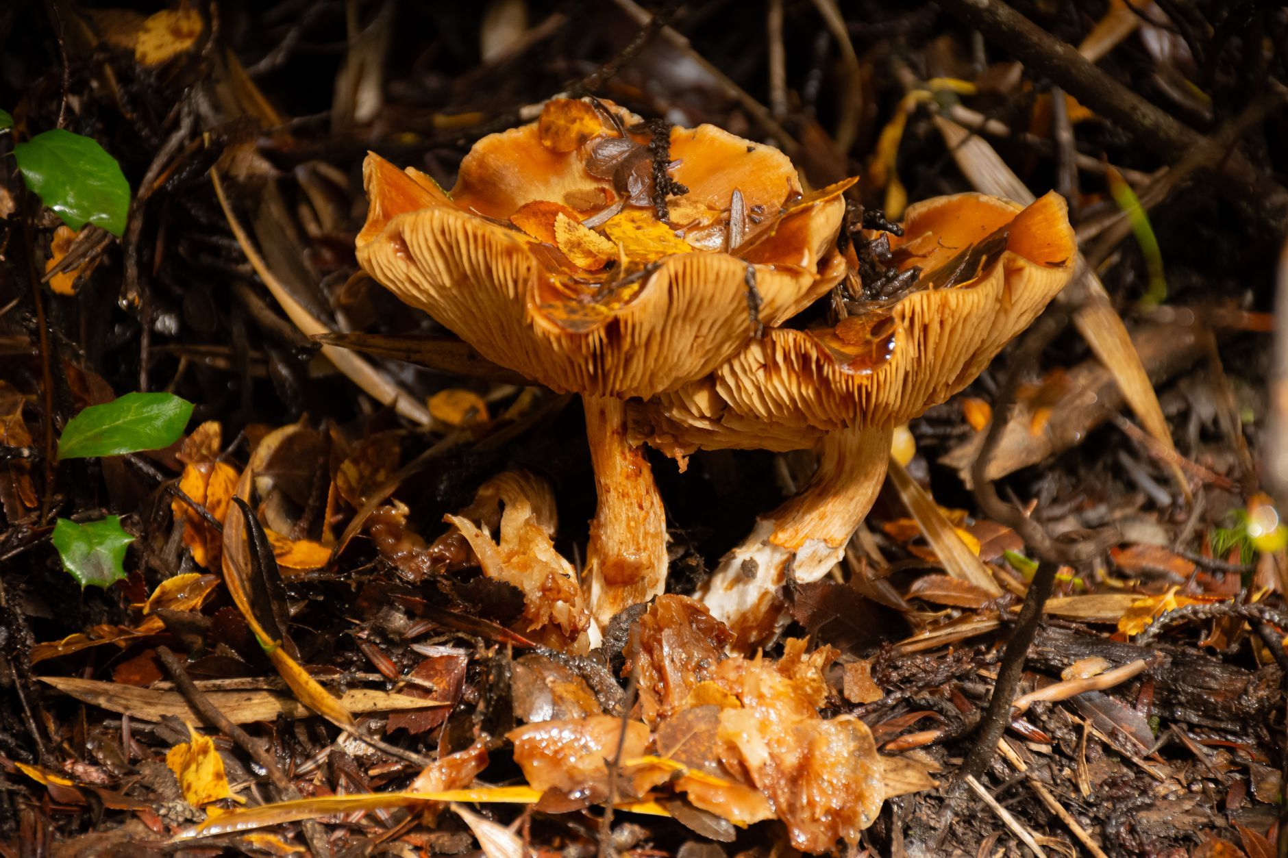 Edulis signature dish
