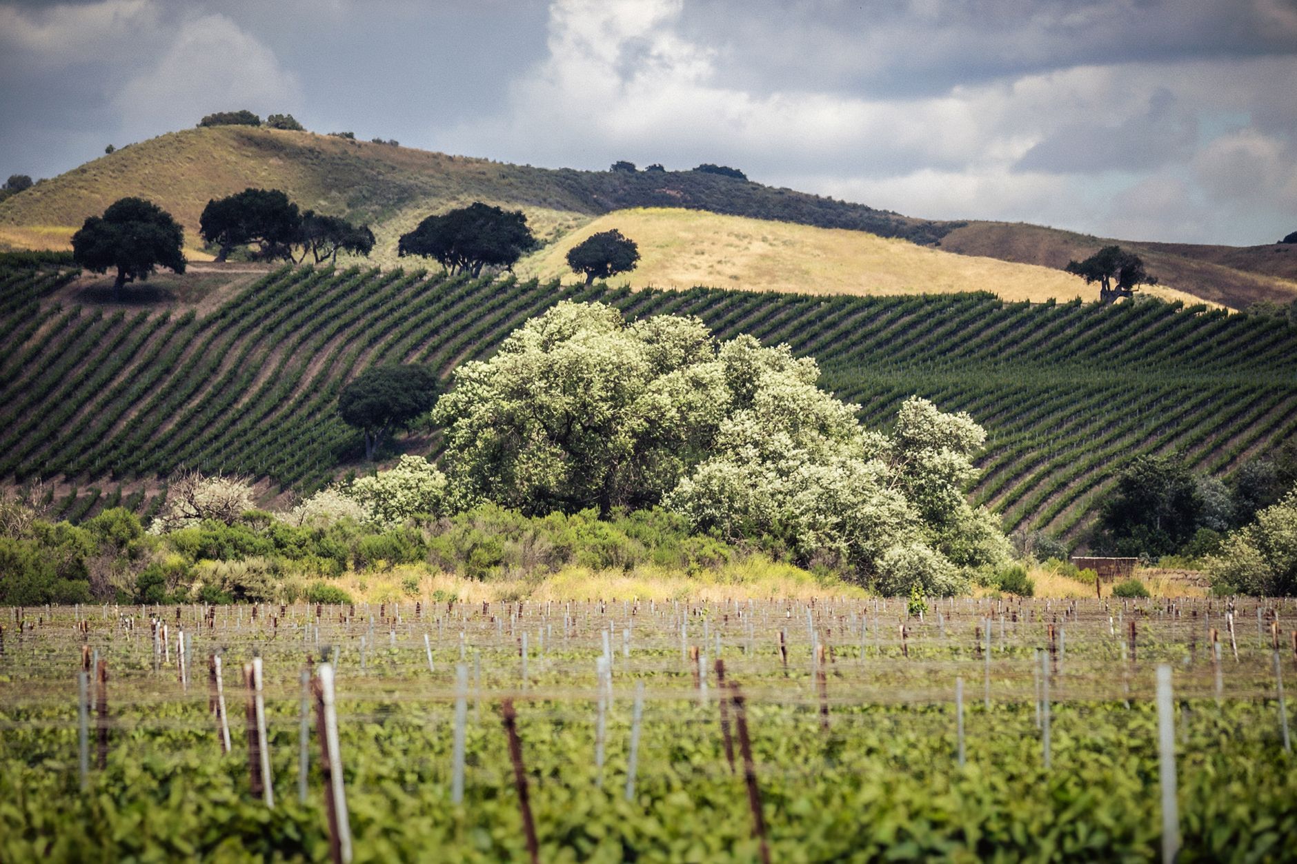 French Laundry featured
