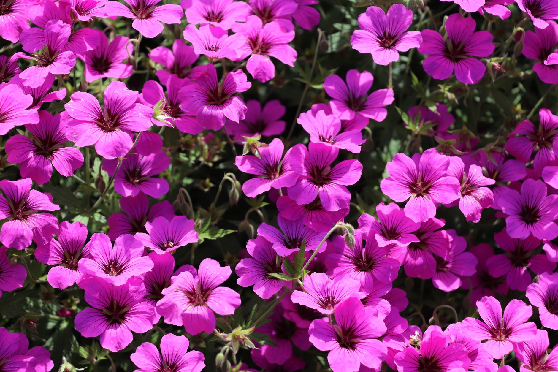 Geranium