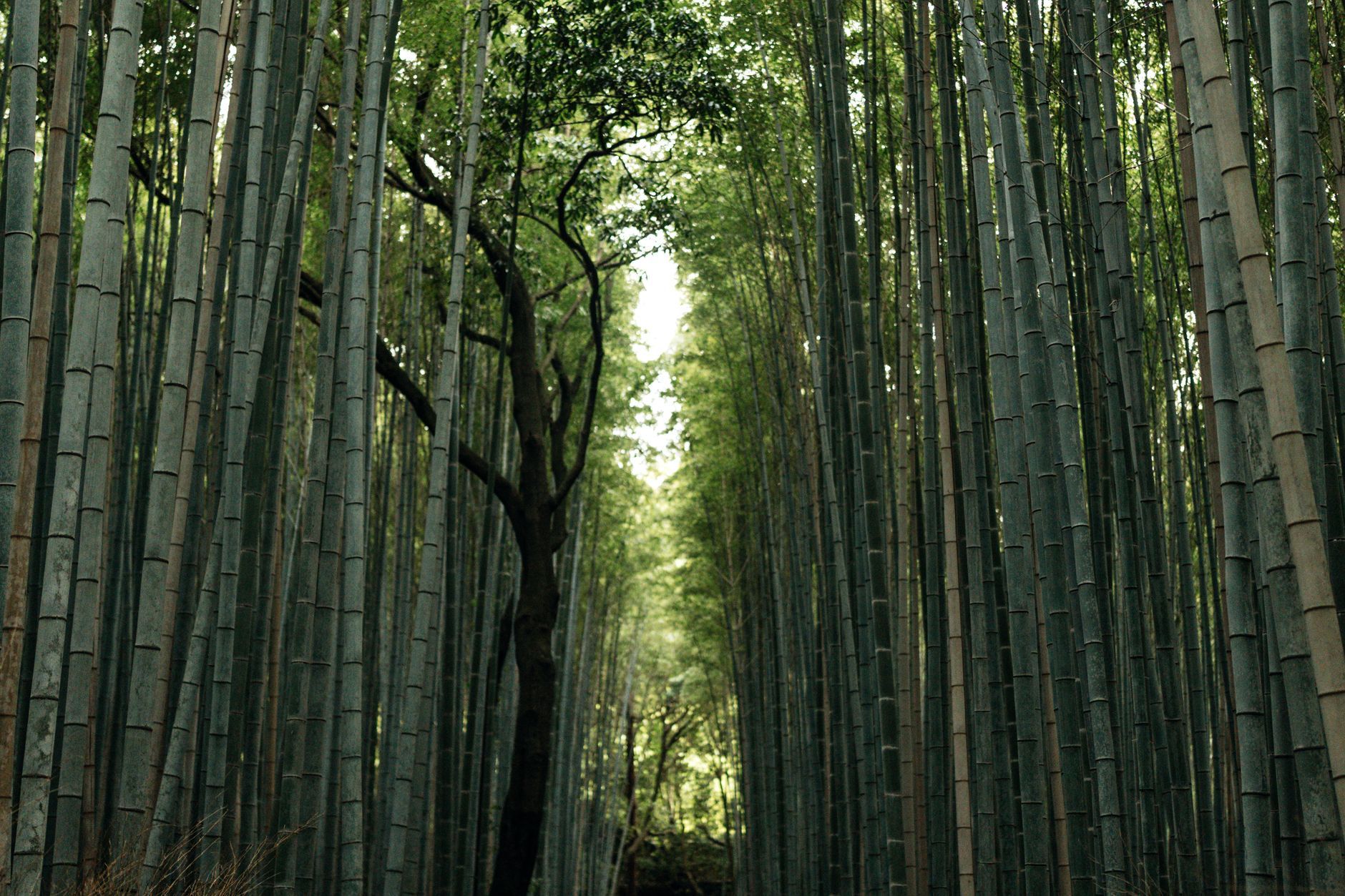 Kitcho Arashiyama