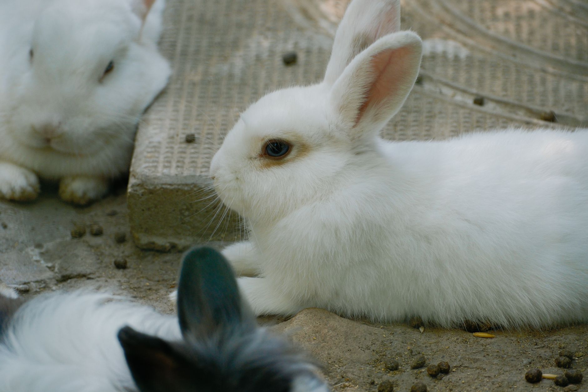White Rabbit Moscow Modern Russian